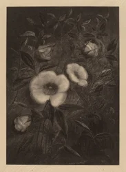 Wild Roses   1249687   hu       hungarian Successfully Translated  Original: Vejsving med piletræ Translat: Vejsving med piletræ 1279713 hu hungarian Successfully Translated Original: Denmark: Skagen, Bathing at Evening (colour litho) Translat: Denmark: Sk