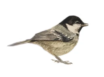 Coal Tit, 2019 (akvarell és ceruza)