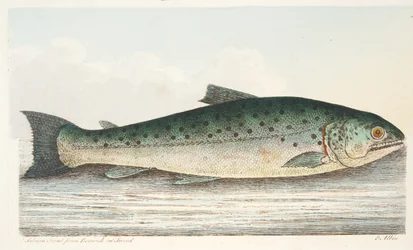 Lazacpisztráng Berwickből a Tweeden, A Treatise a halakról és halastavakból, kocsma. 1832 (kézzel színezett metszet)