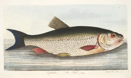 The Chub, A Treatise on Fish és halastavak, kocsma. 1832 (kézzel színezett metszet)