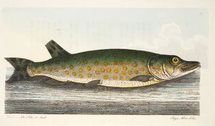 The Pike, A Treatise on Fish és halastavak, pub. 1832 (kézzel színezett metszet)