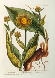 Elecampane, 473-as tábla az „A Curious Herbal”-ból, 1782-ben megjelent (színes metszet)