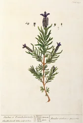 Francia levendula, 241-es tábla az „A Curious Herbal”-ból, 1782-ben (színes metszet)