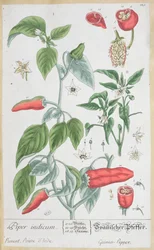 Guineai bors (Piper Indicum) 129. tányér az „A Curious Herbal” német kiadásából, 1757-ben