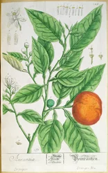 Narancság gyümölcsökkel, az 1757-ben Nürnbergben kiadott „A Curious Herbal”-ból (színes metszet)