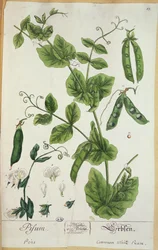 Borsó, tányér a "Herbarium Blackwellianum"-ból a művésztől, 1757 (toll, tinta és wc papíron)