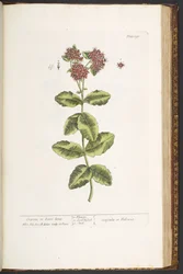 191. tábla, Orpine, avagy Élj sokáig, az 