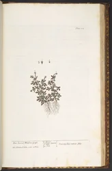 212. tábla, az „A Curious Herbal” című könyvből