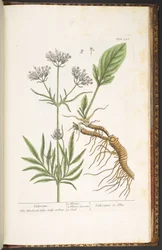 250. tábla, Valerian, az 