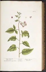 34. tábla, ebszőlő csucsor, keserédes, az „A Curious Herbal” című műből