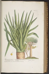 358. tábla, az 