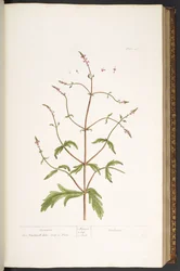 41. tábla, Vervain, az 