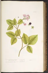 45. tábla, Black Berry Bush, az 