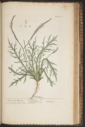 Plate 460, from 