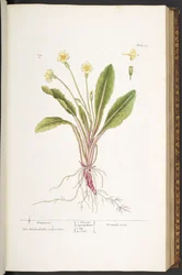 52. tábla, Primrose, az 