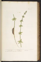 76. tábla, Cross Wort, az „A Curious Herbal”-ból