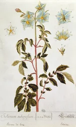 Burgonyavirágok, a „Herbarium Blackwellianum” tányérja, 1757-ben, Nürnbergben, Németországban (színes metszet)