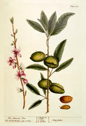 A mandulafa, 105-ös tábla az „A Curious Herbal”-ból, 1782-ben (színes metszet)