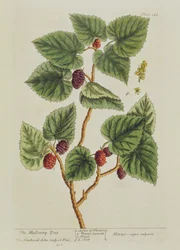 Az eperfa, 126. tábla az 1782-ben kiadott "Egy különös gyógynövény" című műből (színes metszet)