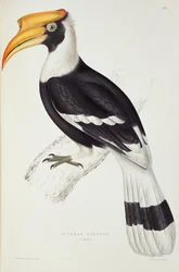 Buceros cavatus, „Egy évszázad madarai a Himalája hegyeiből”, 1830-32, John Gouldtól (1804-81)
