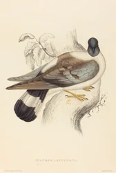 Columba Leuconota (havas galamb)