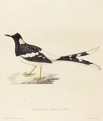 Enicurus Maculatus (foltos villafarkú)
