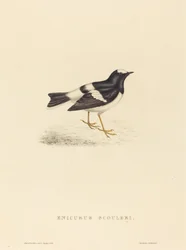 Enicurus Scouleri (kis villafarkú)
