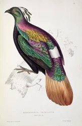 Himalájai monálfácán, John Gould (1804-41) „A Century of Birds from the Himalaya Mountains” című művéből, 1830-32
