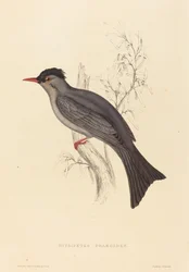 Hypsipetes Psaroides (fekete bulbul)