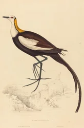 Parra Sinensis (Fácánfarkú levéljáró)
