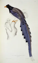 Pica Erythrorhynchos, a „Madarak évszázada a Himalája hegységből” című művéből, 1830-32, John Gould (1804-81)