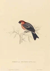 Pyrrhula Erythrocephala (vörös hajú süvöltő)
