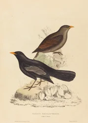Turdus Poecilopterus (azték rigó)