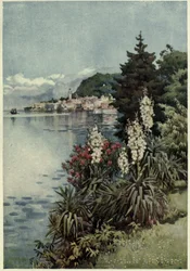 Egy csoport jukkák, Villa Melzi, Lago di Como, Illusztráció: "Az olasz tavak" Richard Bagottól