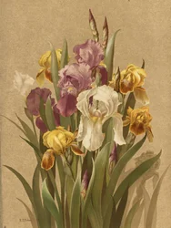 Fleur De Lis, 3. szám