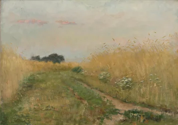 Nyári táj - Búzamező