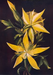 Lángoló csillag, c1915, 1915