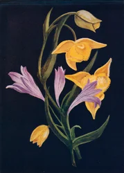 Diogenes Lantern & Harvest Brodiaea, c1915, 1915