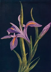 Földi írisz, c1915, 1915