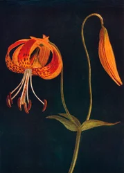 Leopárd liliom, c1915, 1915