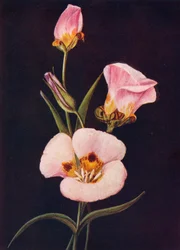 Mariposa tulipán, c1915, 1915