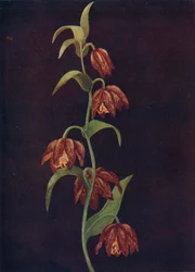 Mission Bells, 1915, 1915