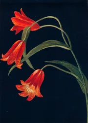 Scarlet Fritillaria, c1915, 1915