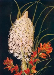 Squaw Grass and Scarlet Paint Brush, c1915, 1915