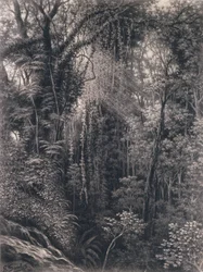 Kilátás az Apia feletti szurdokra, Upolu, Nyugat-Szamoa, 1877 (faszén papíron)