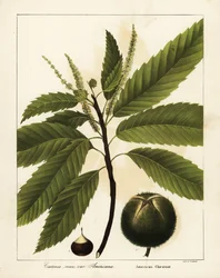 Amerikai gesztenye, Castanea dentata Castanea vesca var