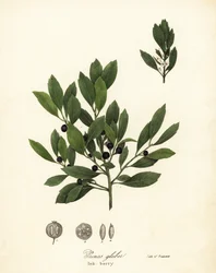 Appalache tea, festéklevelek, örökzöld télbogyó, mézbogyó és tintabogyó, Ilex glabra