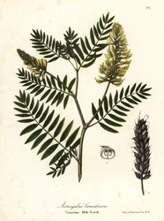 Kanadai bükköny, Astragalus canadensis