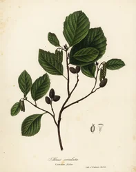 Közönséges éger, mogyoró éger vagy sima éger, Alnus serrulata