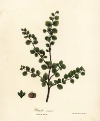 Törpe nyírfa, Betula nana